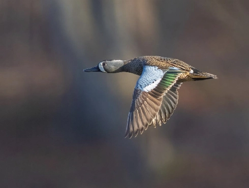 Blue-winged Teal